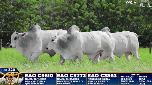 Lote 320