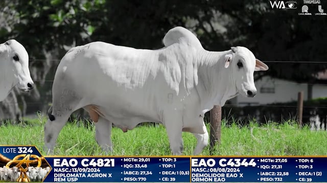 Lote 324