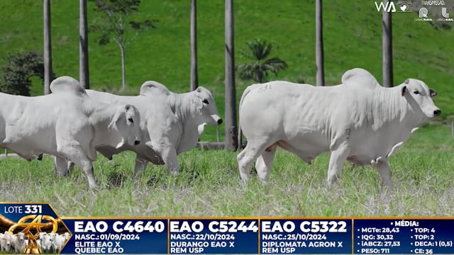 Lote 331