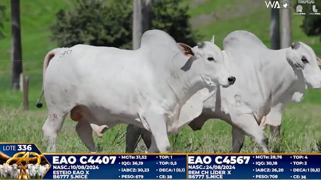 Lote 336