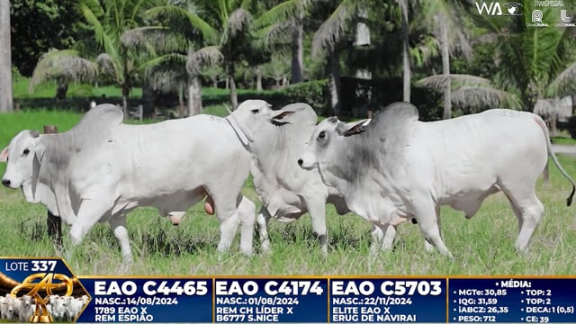 Lote 337