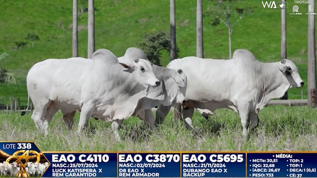 Lote 338