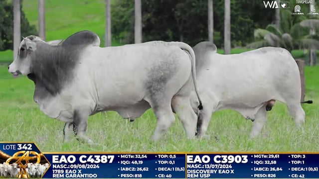 Lote 342