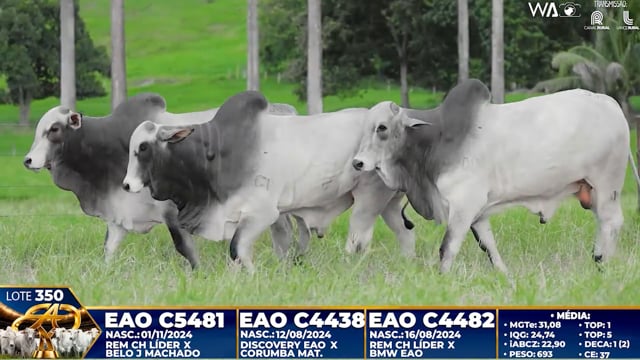 Lote 350