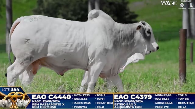 Lote 354