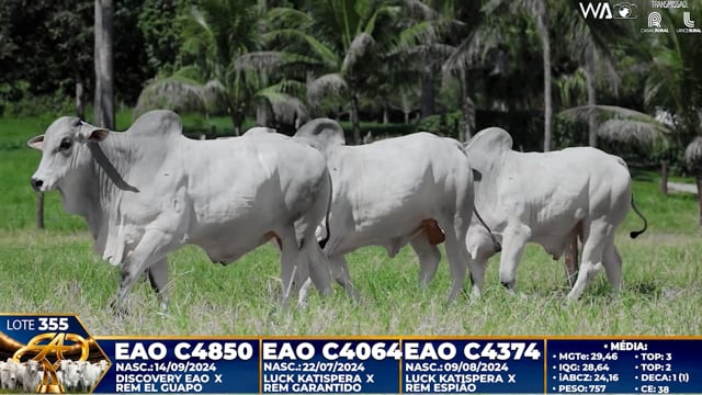 Lote 355