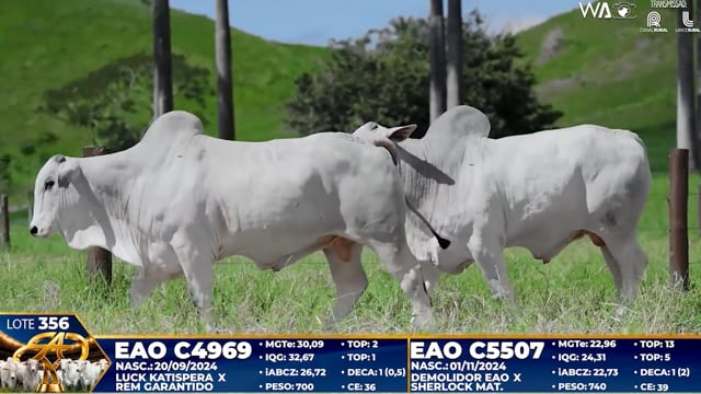 Lote 356