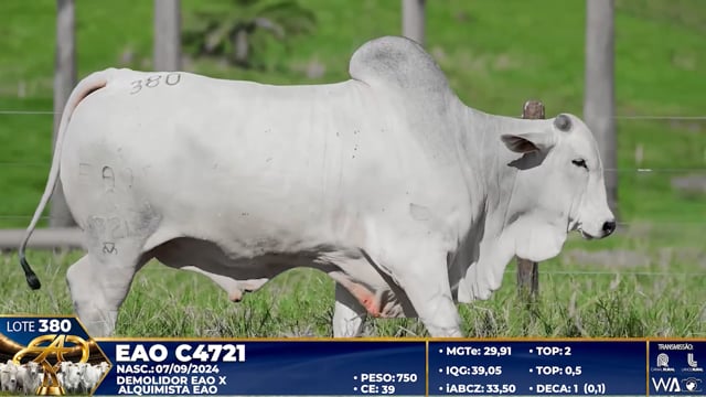 Lote 380