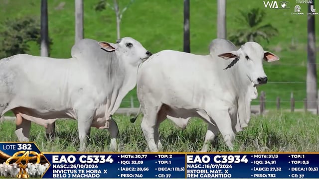 Lote 382