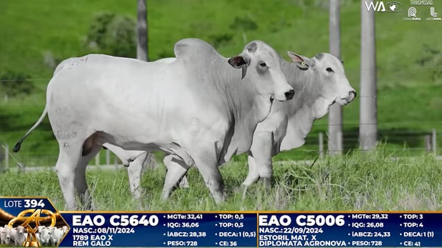 Lote 394