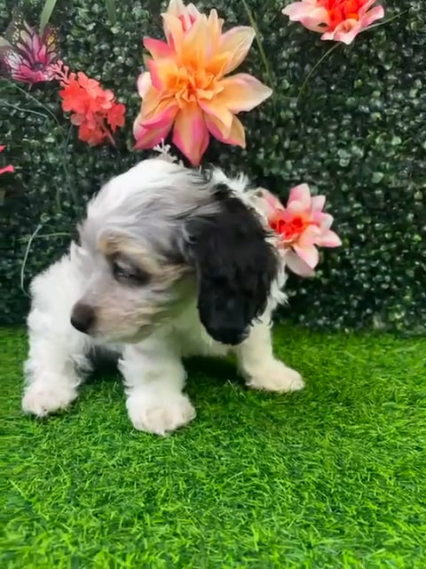 Female Cockapoo puppy named Clover for sale at Puppy Dreams - Wichita West. video thumbnail