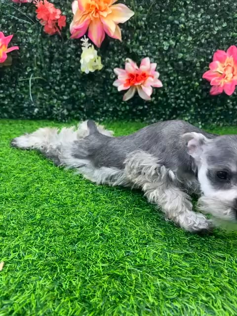 Female Mini Schnauzer puppy named Heidi for sale at Puppy Dreams - Wichita West. video thumbnail