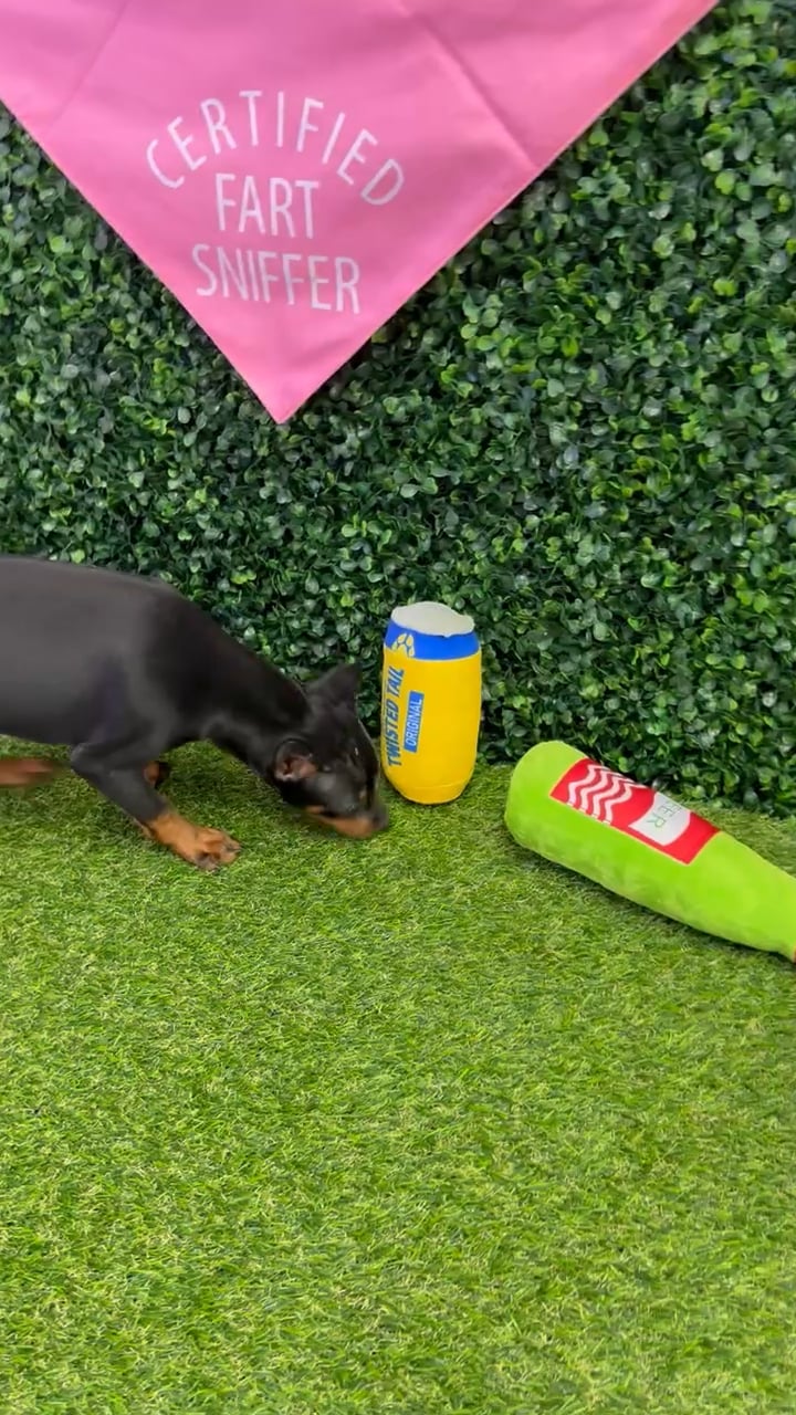 Female Min Pin puppy named Brittany for sale at Puppy Dreams - Missouri City. video thumbnail