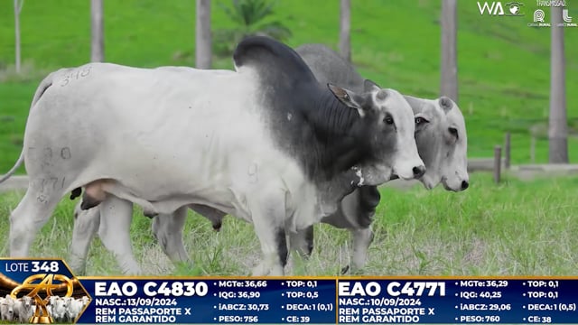 Lote 348