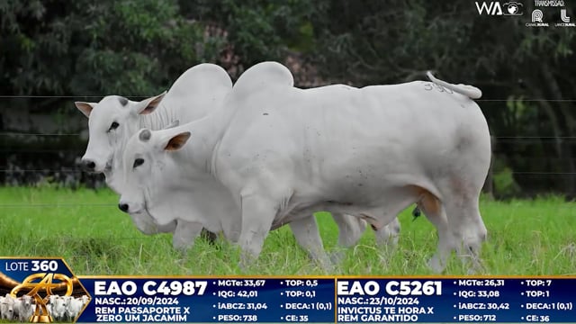 Lote 360