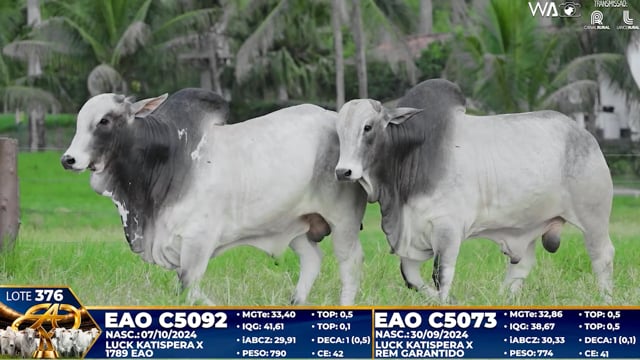 Lote 376