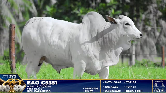 Lote 372