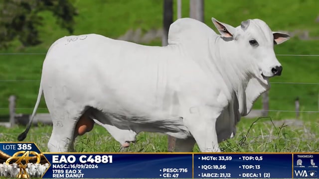 Lote 385