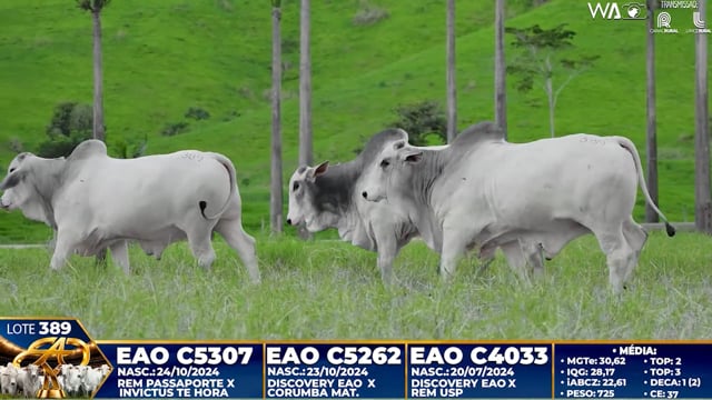 Lote 389