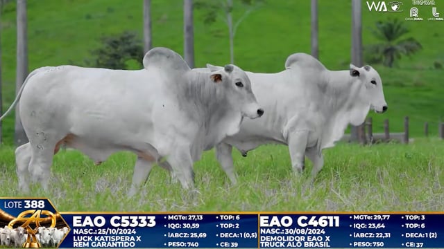 Lote 388