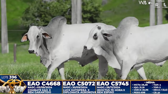 Lote 396