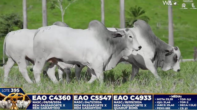 Lote 395