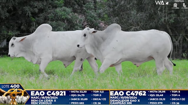 Lote 400