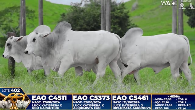 Lote 402