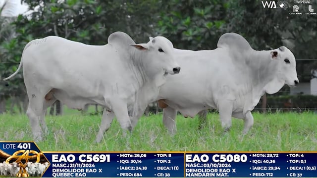 Lote 401