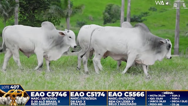 Lote 407