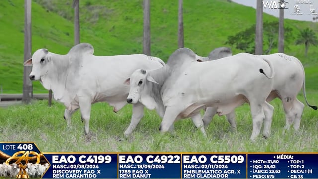 Lote 408