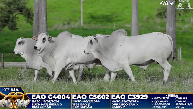 Lote 414