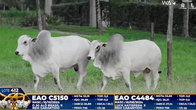 Lote 412