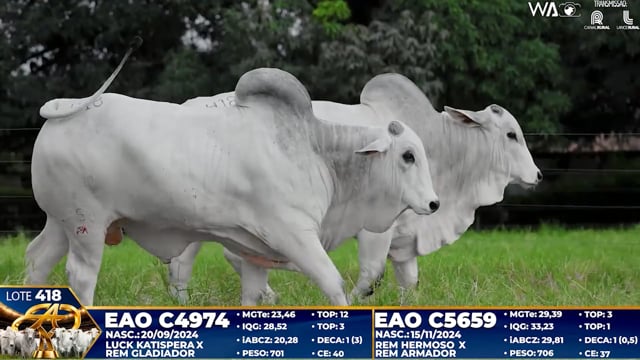 Lote 418