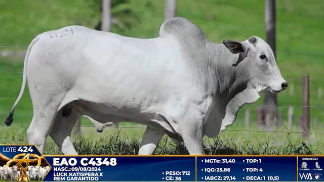 Lote 424