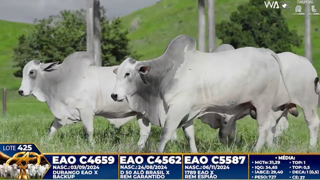 Lote 425