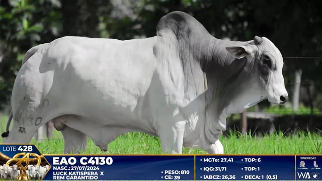 Lote 428