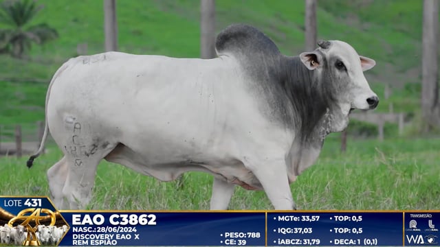 Lote 431