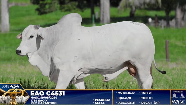Lote 434