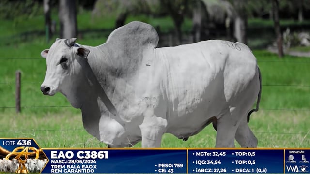 Lote 436