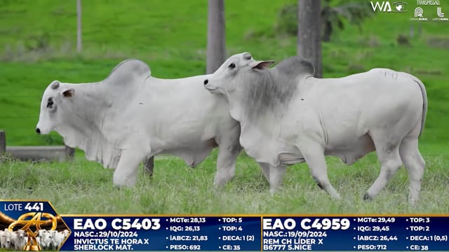 Lote 441