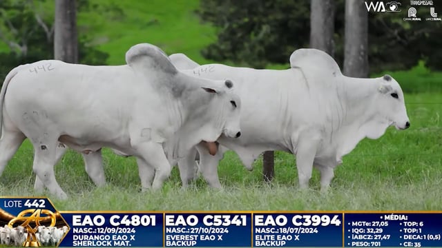 Lote 442
