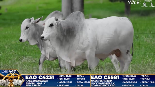 Lote 447