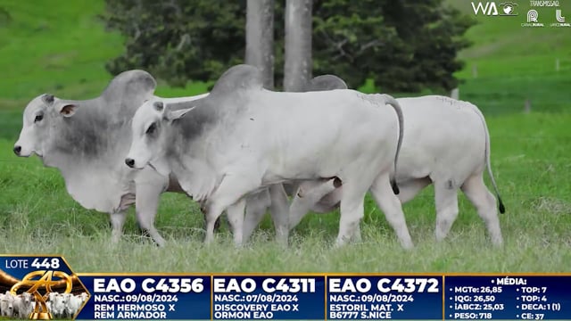 Lote 448