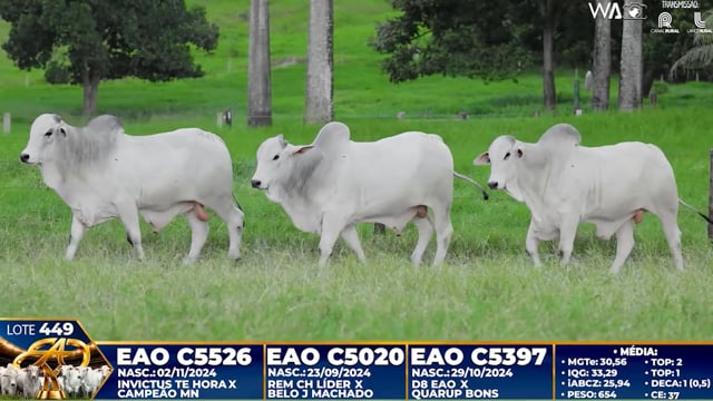 Lote 449