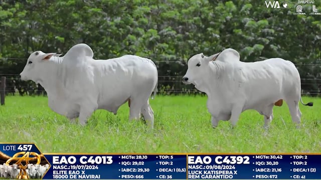 Lote 457