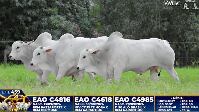 Lote 459