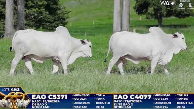 Lote 463