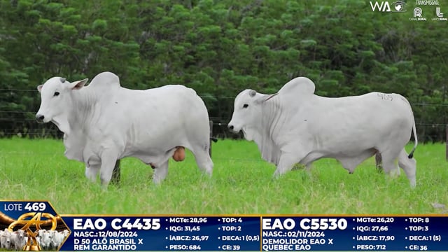 Lote 469