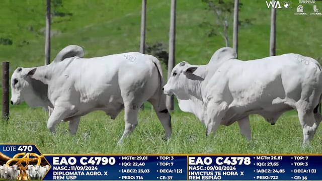 Lote 470